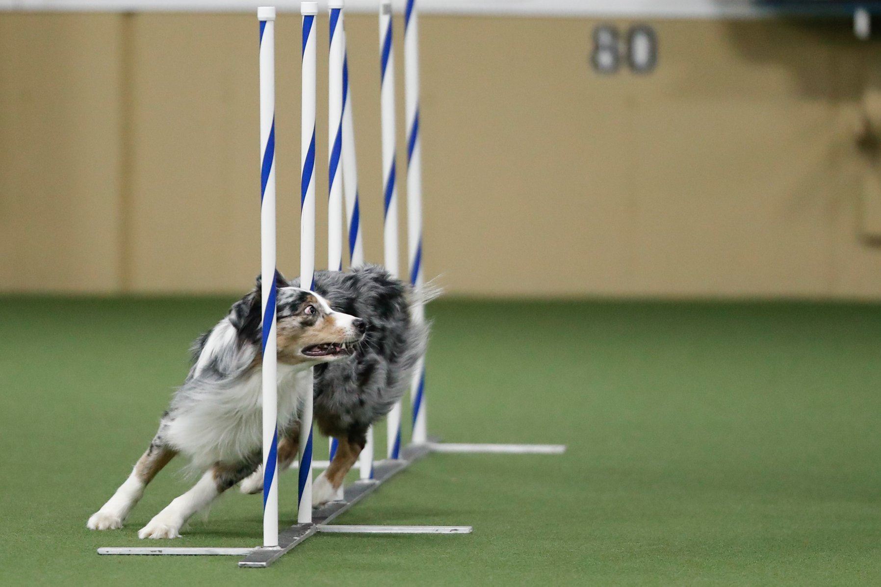 Dog weaving through obstacles